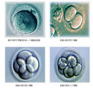 胚胎碎片是什么